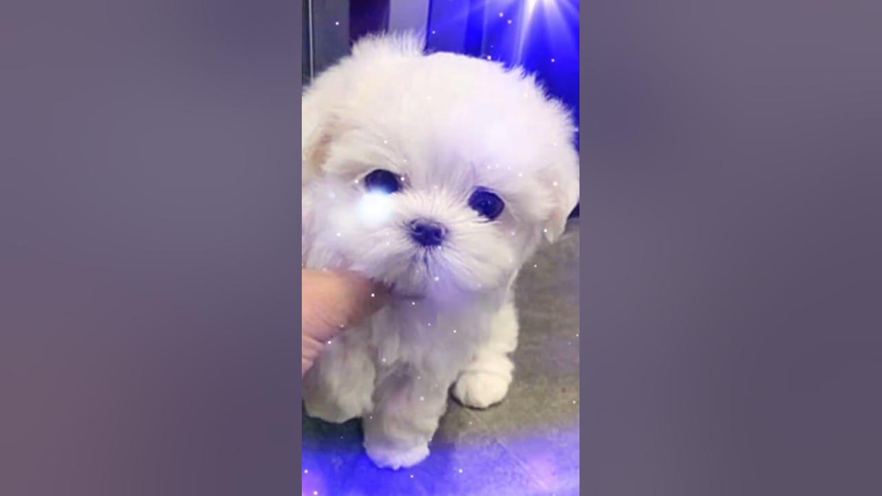 Собака 🐶 - YouTube