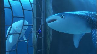 What's echolocation - Finding Dory