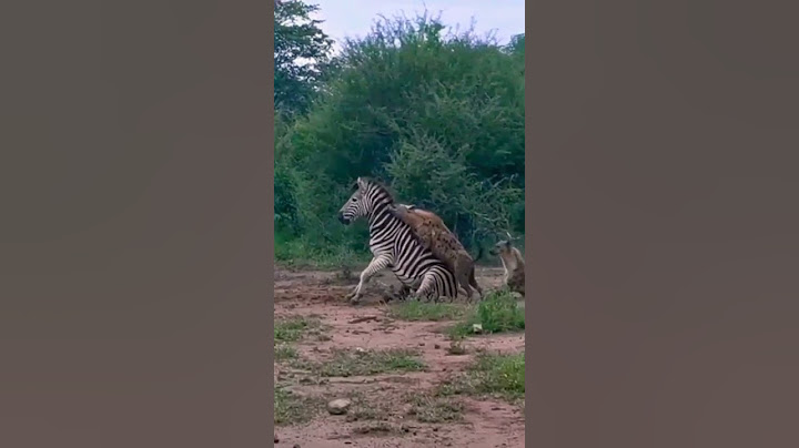 hyena eating zebra a live. credit unknown 🎥