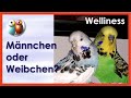 Wie unterscheidet man Männchen und Weibchen beim Wellensittich? Frage aus Kommentar 3/46