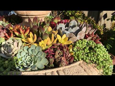 DIY Succulent Fountain