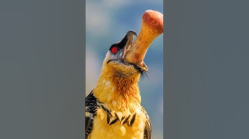 Deze vogel kan niet stoppen met eten