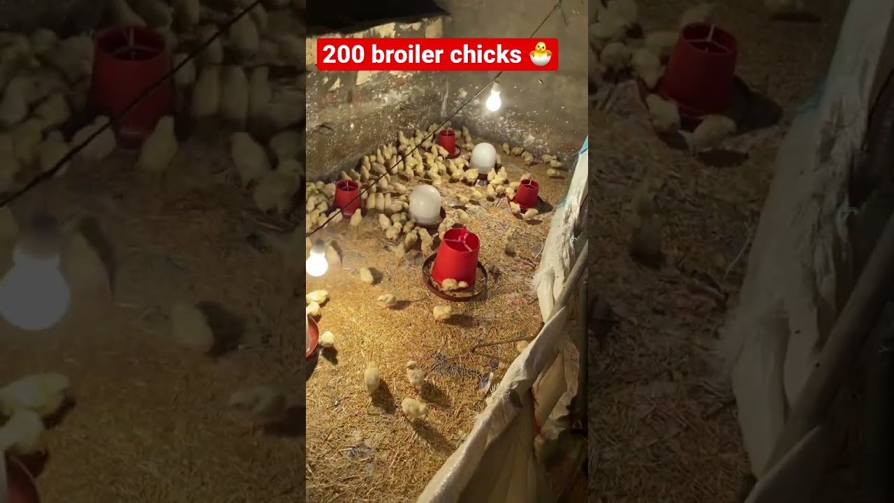 HOW To Raise 200 BROILER CHICKS Egypt Animals Chicksfeed Chicks Chicken Broiler Farming