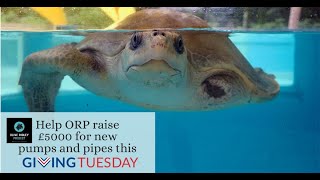 GivingTuesday 2020 - Pumps &amp; Pipes for Turtle Tanks