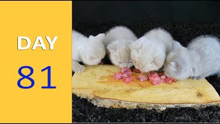 DAY 81 - Baby Kittens after Birth | Emotional