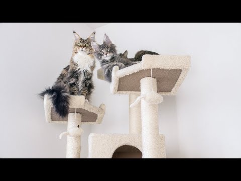 why-we-are-getting-rid-of-our-72"-cat-tree...