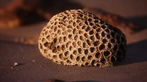 Foundations Hands On Science, Cycle 3, Week 14: Not at the Same Time