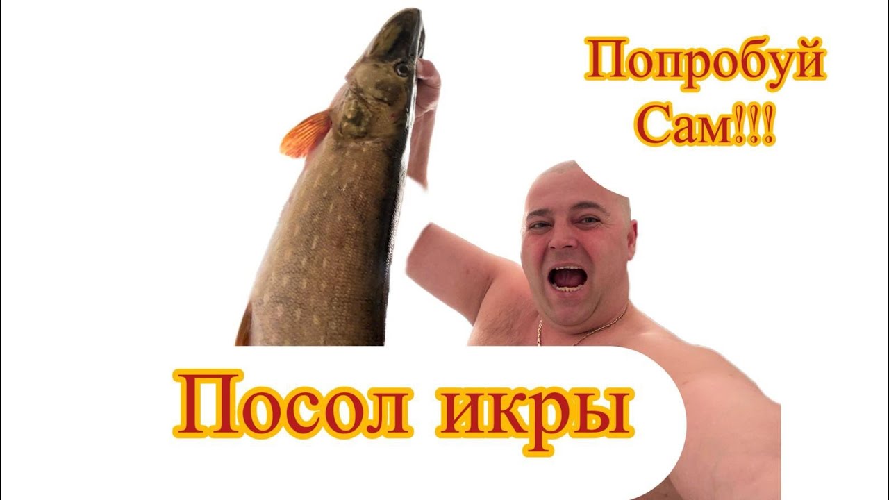 Посол икры щуки #рецепты #вкусно #новыйрецепт 