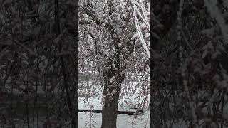 Pink Dogwood in a March Snowstorm in 2026 @Congregation_of_Yahuah