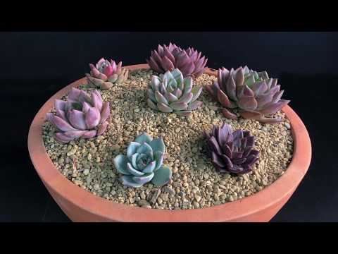 Видео: Отглеждане на Allegra Echeveria: Информация за сукулентите Echeveria „Allegra“