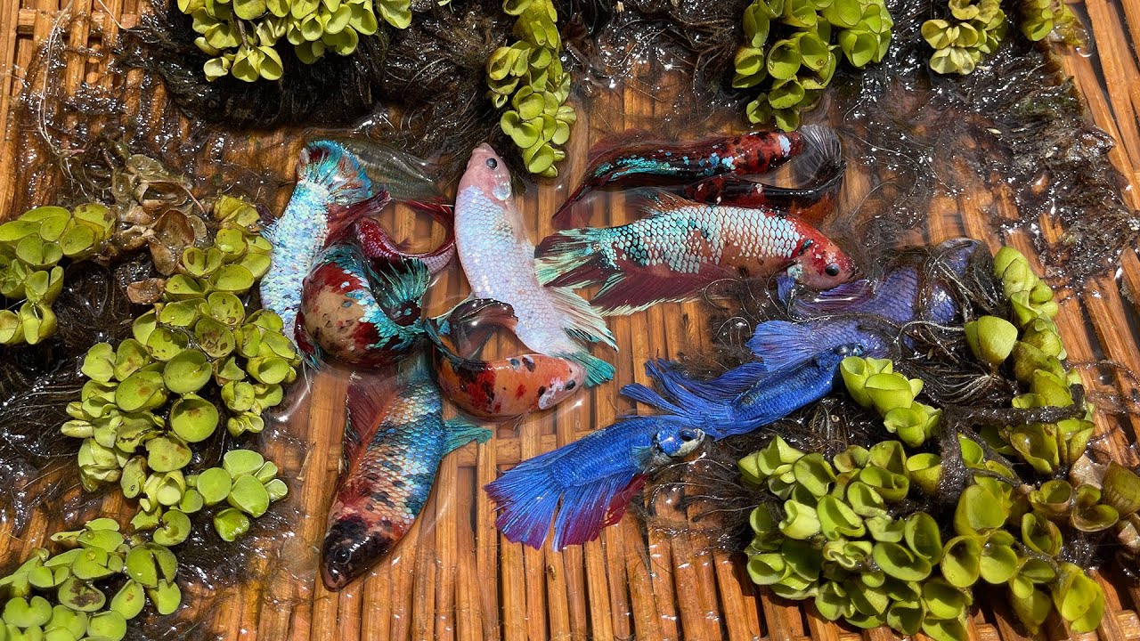 Amazing Creatures in the familiar rivers of Cambodia , Found Beautiful ...