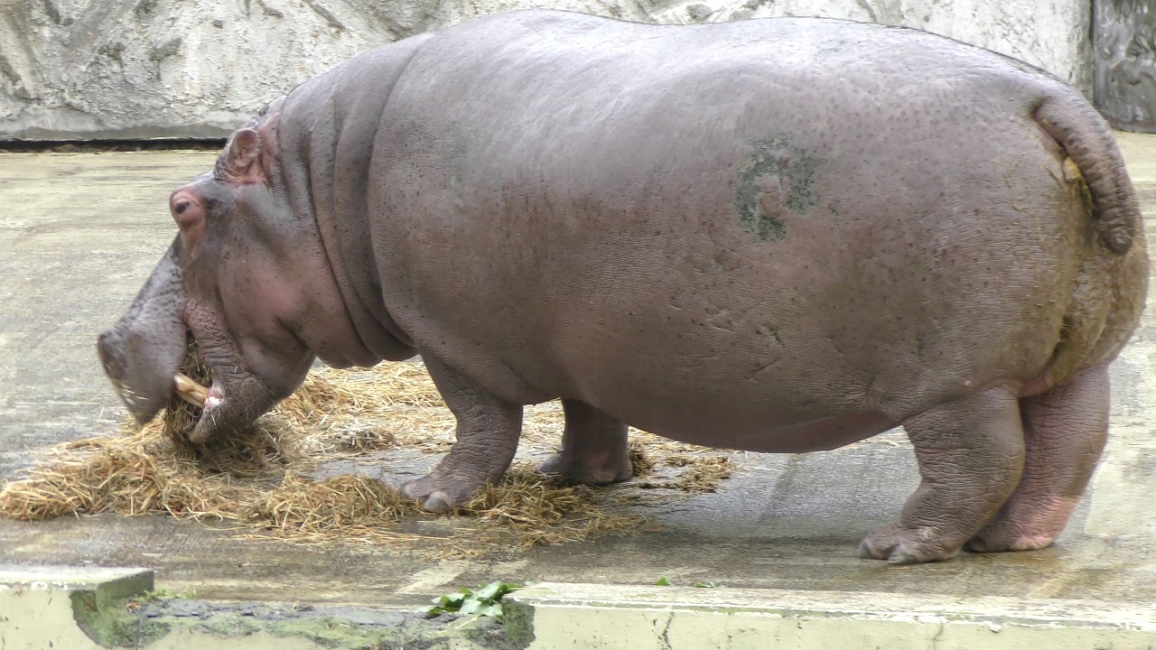 カバの食事 東武動物公園 17年10月15日 Youtube