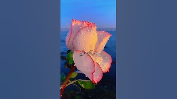 واتس اب قران كريم القارئ صلاح بوخاطر من سورة (الواقعة)