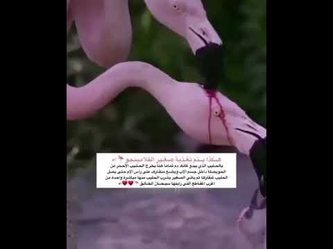 وصفاته كملت بلا نقصاني