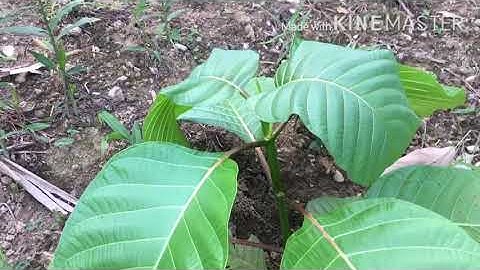 Có nên trồng cây gáo vàng ?#freesky