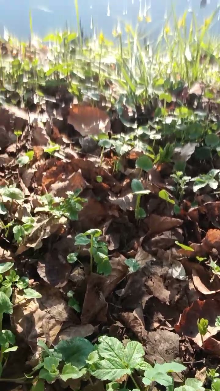 Der frühe Vogel fängt den Wurm...oder Giersch und Brennnesel - YouTube