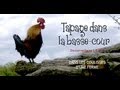 Tapage dans la bassecour  aventure  la ferme  documentaire animalier