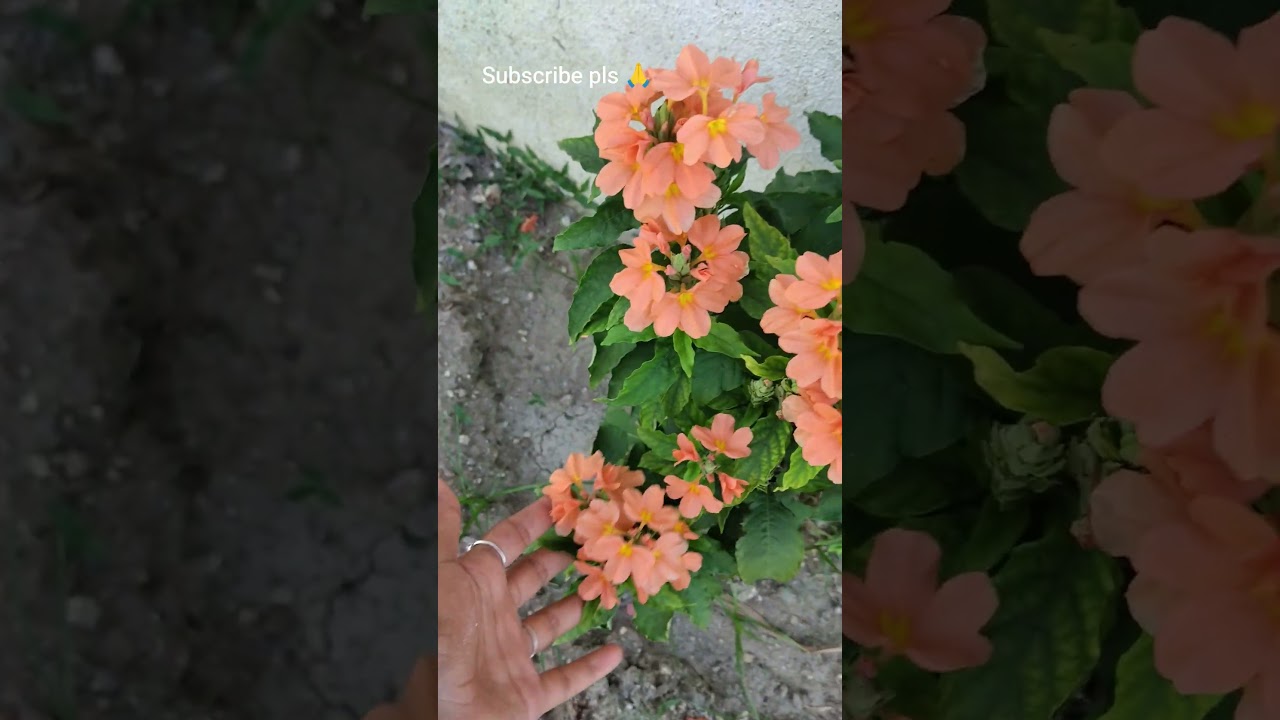 part 2 #garden tour 💕subscribe channel ✨🙏
