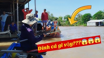 Loại Mồi Câu Quyết Định Nhóm Cá Hú, Basa, Vồ Đém, Câu Cá Miền Sông Nước | Cánh Đồng Hoang Hiếu