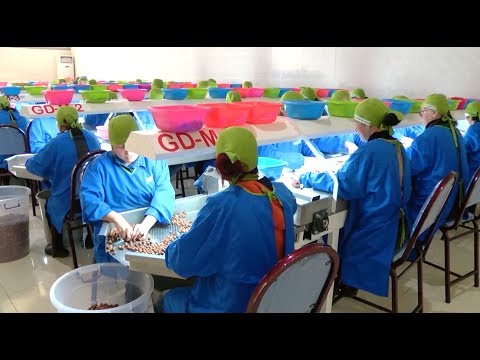 თხილის საწარმოებისთვის HACCP-ის დანერვა სავალდებულო ხდება