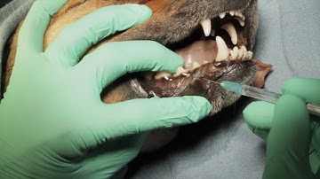 Nerve Blocks in Veterinary Dentistry