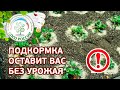 Такая подкормка клубники оставит вас без ягод. Как подкармливать клубнику.