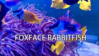 Underrated- Foxface Rabbitfish