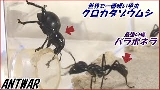 蟻戦争 パラポネラは世界一硬いクロカタゾウムシをつらぬける テラフォーマーズ 編 Bullet Ants Vs The Hardest Insect In The World Youtube