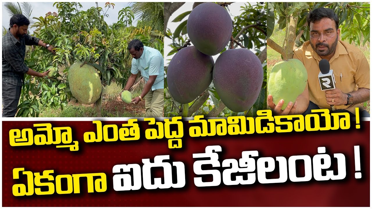 ఐదు కేజీల మామిడికాయ చూసారా?  l Heaviest Mango  l Rtv Food