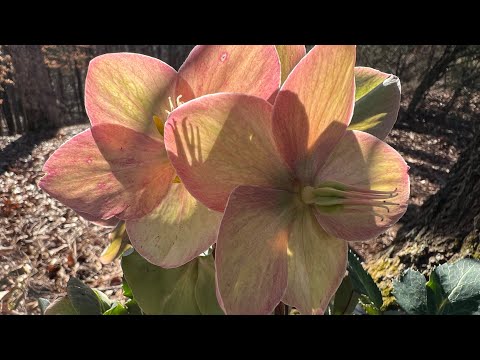 Video: Double Hellebore Info: Mësoni si të Rritni një Lule Hellebore të Dyfishtë