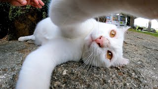 公園でモフられにきた白猫を撫でるとゴロゴロと喉を鳴らして喜んだ
