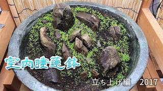 水草の種を睡蓮鉢に蒔いてみた 室内睡蓮鉢1 Youtube