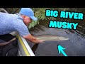 Small river produces big musky in a 10 ft jon boat  epic battle