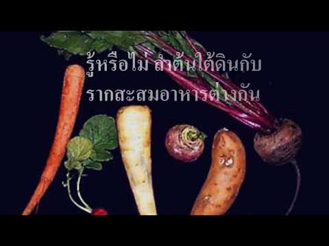 ลำต้นใต้ดินสะสมอาหารกับรากสะสมอาหาร