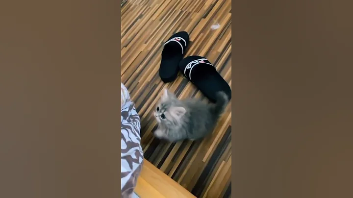 Watch the video about Cute Cat - Cute Persian Kitten 6 | Cute Meow