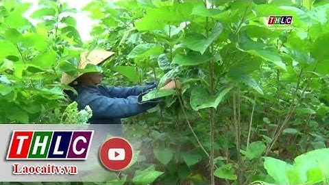 Chuyển đổi cơ cấu cây trồng thích ứng với thiên tai | THLC