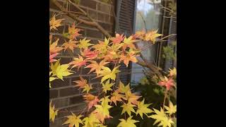 Full Japaneses Maples history information News