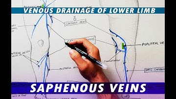 Great Saphenous Vein & Small Saphenous Vein - Venous  drainage of lower limb