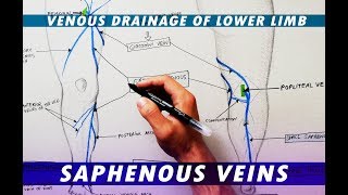 Great Saphenous Vein & Small Saphenous Vein - Venous  drainage of lower limb