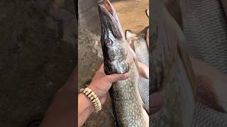 Почему Осенью Не клюет?🤧 #рыбалка #fishing #щука #жерех