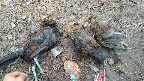 yos hav zoov tua qaib qus lom zem heev