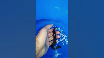 Самая скользкая рыба - вьюн.