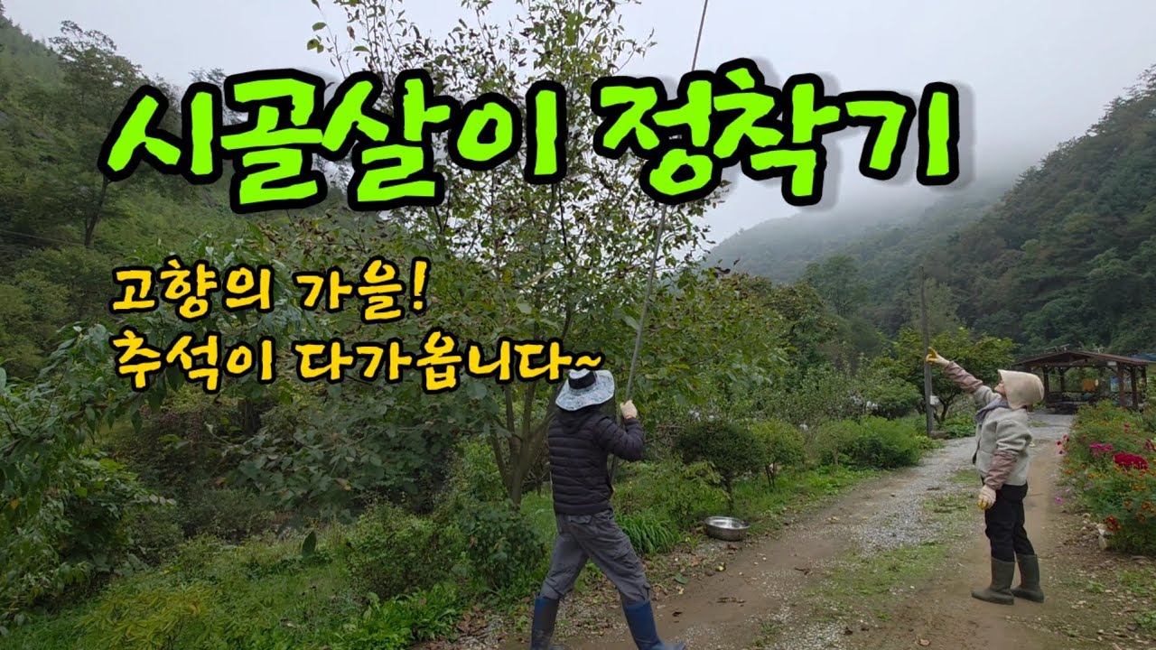추석 앞둔 시골일상 ㅣ밤,호두,사과,배 수확 ㅣ옥수수대 베기 ㅣ다슬기잡기 ㅣ뒷마당정리 ㅣ가을화초심기