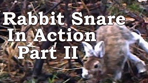 Rabbit Snaring ON TRAIL CAMERA! | Dodge, Dip, Dive, Duck and Dodge