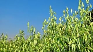 Овес посевной лечебные свойства Овес посевной лечебные свойства