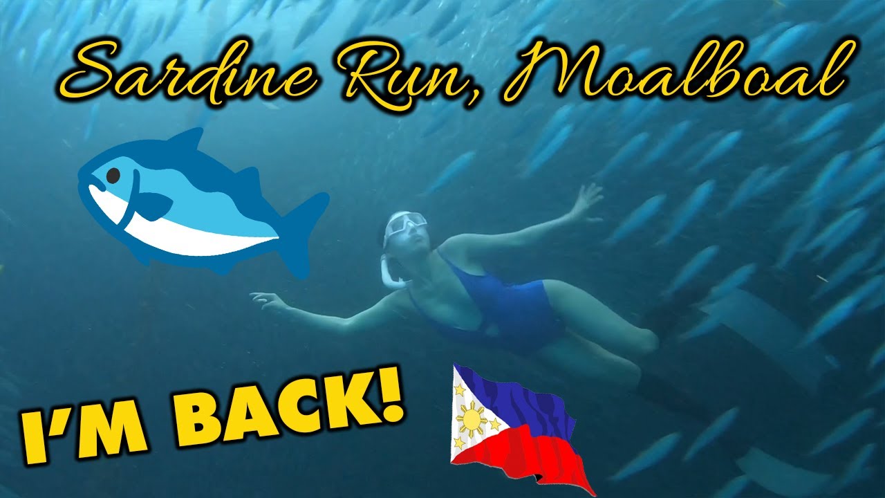 BACK FOR ANOTHER SARDINE RUN! Freediving at Moalboal, Cebu
