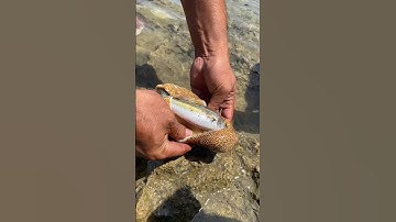 Sea Cucumber Cleaned Reveals Whole Fish Inside! 😱🐟🦑 | Catch & Cook