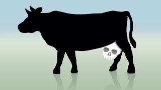 Is Dairy Good for your Bones?