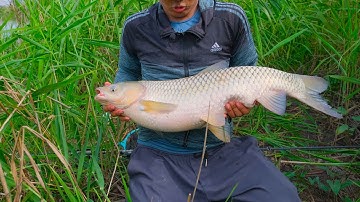 Câu cá sông tự nhiên gặp đàn trắm cỏ , trôi đỏ khổng lồ