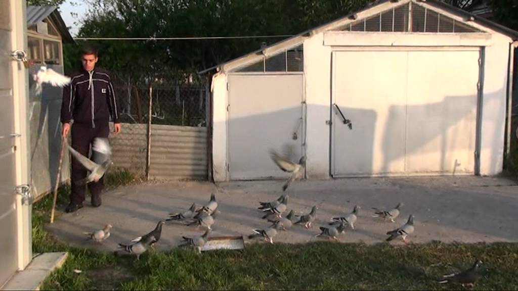 ΠΕΡΙΣΤΕΡΙΑ ΟΥΤΖΙΔΙΚΑ ΚΑΡΔΙΤΣΑ